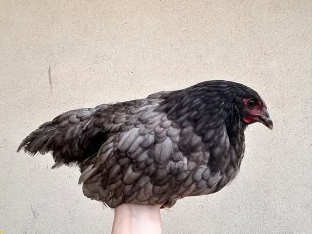 8 young hens dual purpose