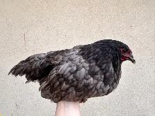 8 young hens dual purpose