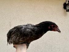 8 young hens dual purpose - Photo 2