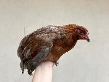 8 young hens dual purpose - Photo 3
