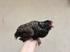 8 young hens dual purpose - Photo 4