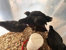 8 young hens dual purpose - Photo 5