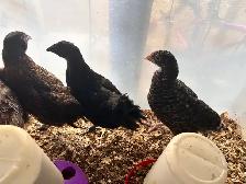 8 young hens dual purpose - Photo 6
