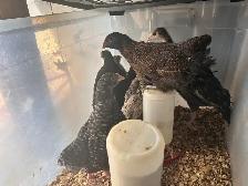 8 young hens dual purpose - Photo 7