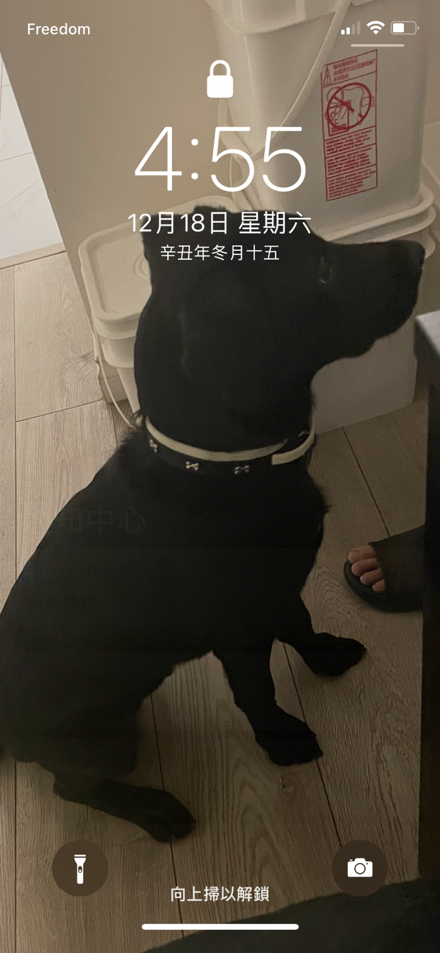 Finding dog lover for a black Labrador