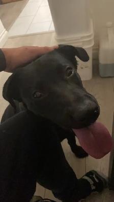 Finding dog lover for a black Labrador - Photo 2