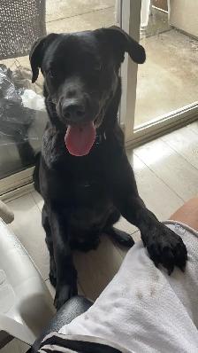 Finding dog lover for a black Labrador - Photo 3
