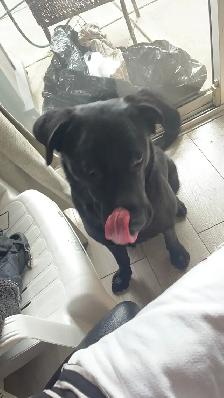 Finding dog lover for a black Labrador - Photo 4