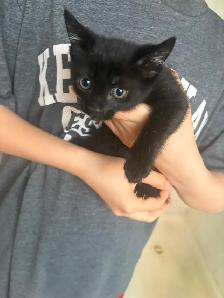 Kaho Manne 2 months kitten