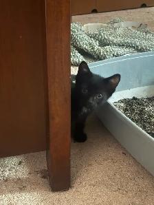 Kaho Manne 2 months kitten - Photo 2