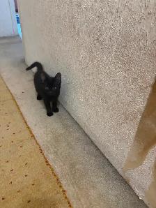 Kaho Manne 2 months kitten - Photo 3