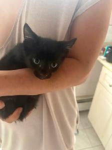 Kaho Manne 2 months kitten - Photo 5