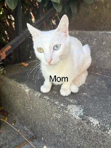 Kaho Manne 2 months kitten - Photo 7
