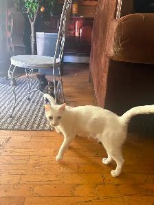 Kaho Manne 2 months kitten - Photo 17