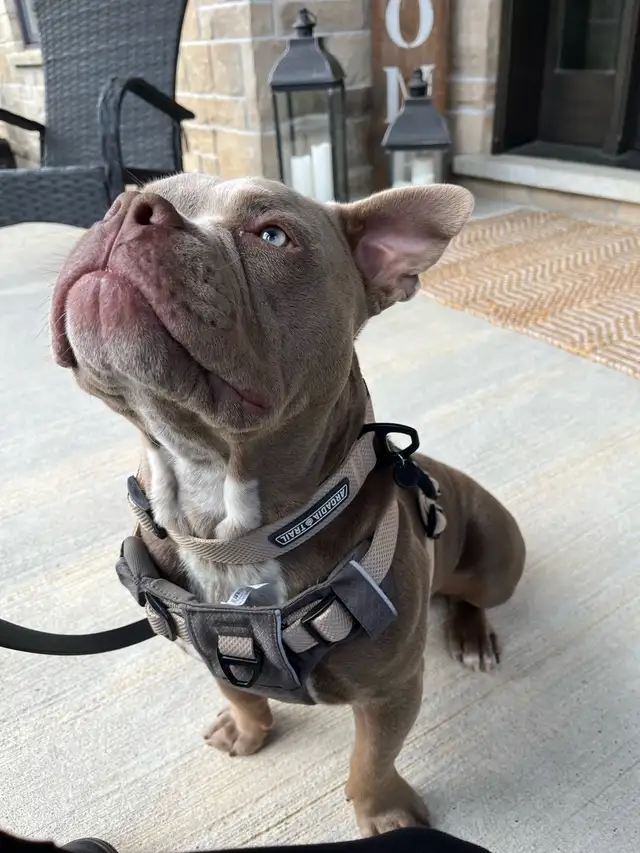 8 month old puppy