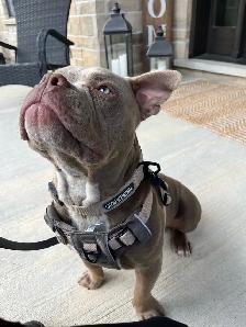 8 month old puppy