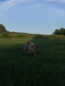 8 month old puppy - Photo 2