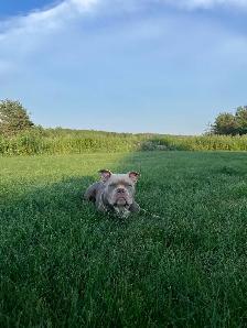 8 month old puppy - Photo 3