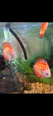 Discuss fish for sale they are 6 inches in sizeAsking $60