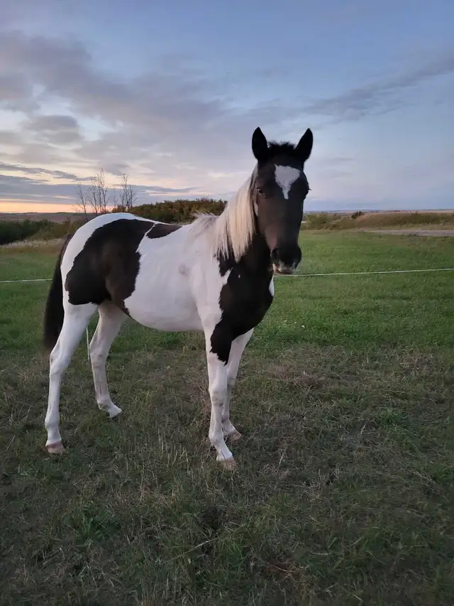 Project Paint Quarter Horse Gelding - $1000 OBO