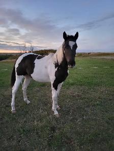 Project Paint Quarter Horse Gelding - $1000 OBO