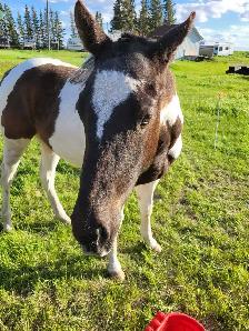 Project Paint Quarter Horse Gelding - $1000 OBO - Photo 2