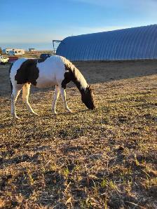Project Paint Quarter Horse Gelding - $1000 OBO - Photo 3