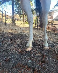 Project Paint Quarter Horse Gelding - $1000 OBO - Photo 4