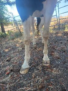 Project Paint Quarter Horse Gelding - $1000 OBO - Photo 5