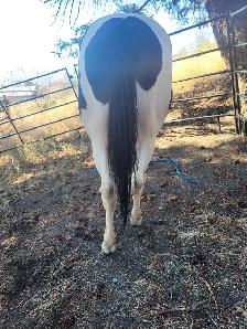 Project Paint Quarter Horse Gelding - $1000 OBO - Photo 6