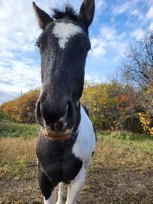 Project Paint Quarter Horse Gelding - $1000 OBO - Photo 7
