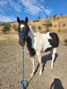 Project Paint Quarter Horse Gelding - $1000 OBO - Photo 8