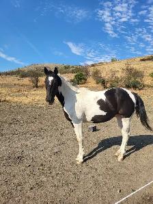 Project Paint Quarter Horse Gelding - $1000 OBO - Photo 9