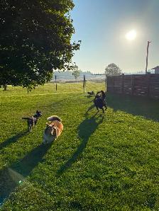 Doggie Daycare at Country Club for Pets - Photo 4