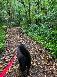 Doggie Daycare at Country Club for Pets - Photo 5