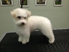 Dog Grooming Services - Photo 4