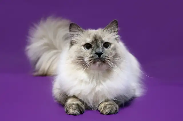 Retired Siberian Queens