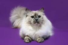 Retired Siberian Queens