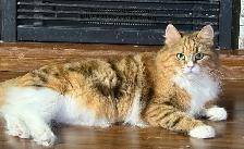 Retired Siberian Queens - Photo 2