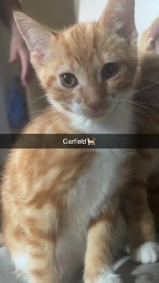 free kittys