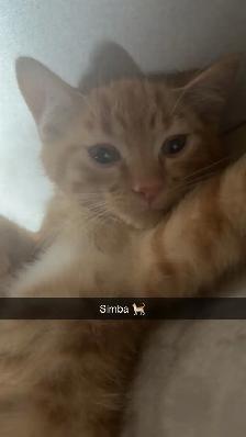 free kittys - Photo 2