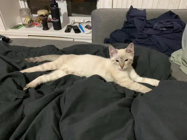 CHATON BENGALE SIAMOIS