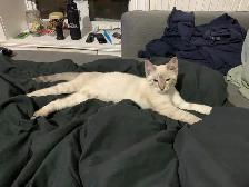 CHATON BENGALE SIAMOIS