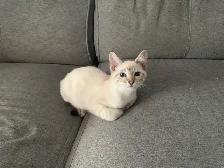 CHATON BENGALE SIAMOIS - Photo 2