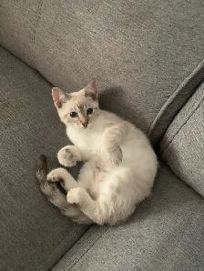 CHATON BENGALE SIAMOIS - Photo 3