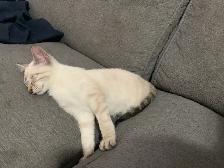 CHATON BENGALE SIAMOIS - Photo 4