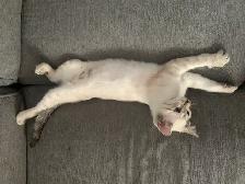 CHATON BENGALE SIAMOIS - Photo 5