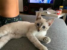 CHATON BENGALE SIAMOIS - Photo 6