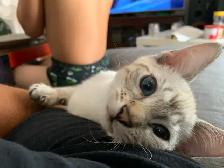 CHATON BENGALE SIAMOIS - Photo 7