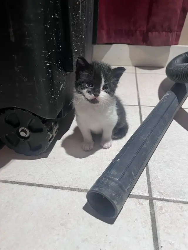 FREE KITTENS